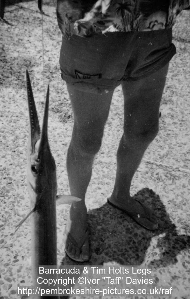 Barracuda & Tim Holts Legs