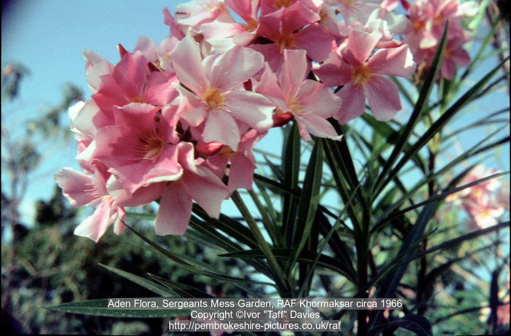 Aden Flora, Sergeants Mess Garden, RAF Khormaksar circa 1966