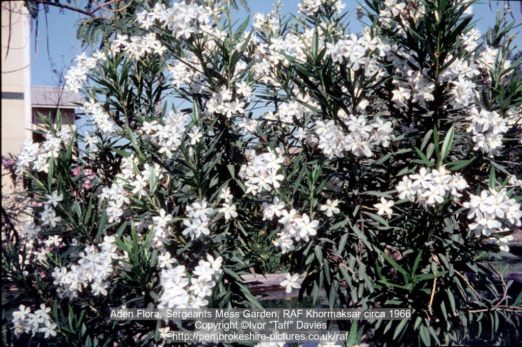 Aden Flora, Sergeants Mess Garden, RAF Khormaksar circa 1966