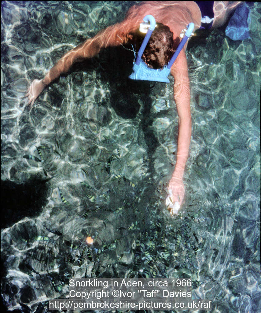 Snorkling in Aden, circa 1966