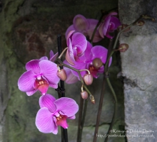 Aberglasney House and Gardens
