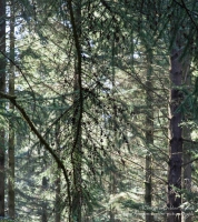 Cwm Rhaeadr Forestry Commission Site