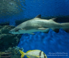 Blue Planet Aquarium, Chester
