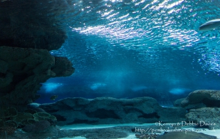 Blue Planet Aquarium, Chester