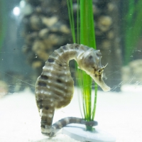 Blue Planet Aquarium