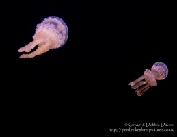Jellyfish
