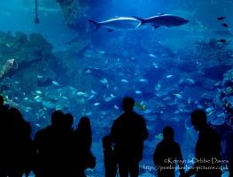 The Aquarium
