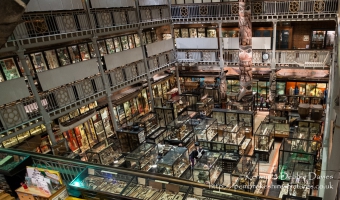 Pitt Rivers
