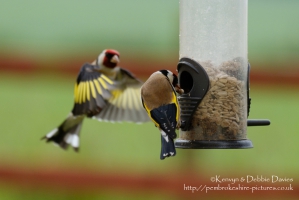 European Goldfinch
