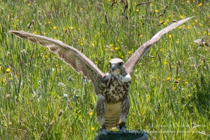 Harrier Hawks at Hayscastle
