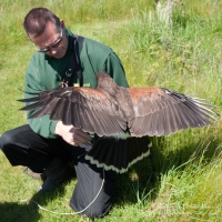 Harrier Hawks at Hayscastle