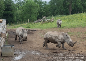 Zamba, Jamba and Zuberi the rhinoceroses at Manor Park Wildlife Park, Pembrokes...