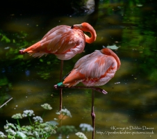 Manor House Wildlife Park