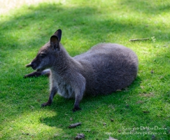 Manor House Wildlife Park