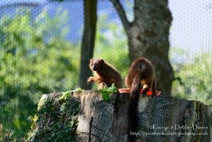 Manor House Wildlife Park