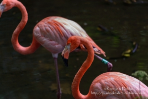 Manor House Wildlife Park