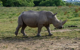 Manor House Wildlife Park