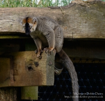 Manor House Wildlife Park