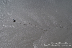 The Seagull Walkabout