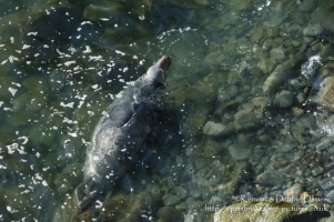 A seal family in Abereiddy