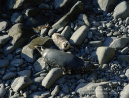 A seal family in Abereiddy