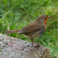 A Robin in the garden