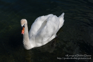 Bosherston Lily Ponds