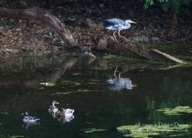 A Heron at Stackpole, Pembrokeshire