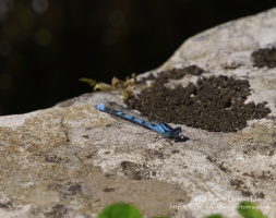 Damselfly at Bosherston Lily Ponds