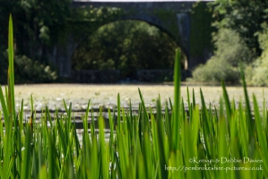 Stackpole Estate, Bosherston Lily Ponds