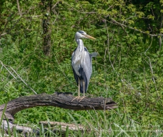 Heron at Stackpole Estate, Pembrokeshire