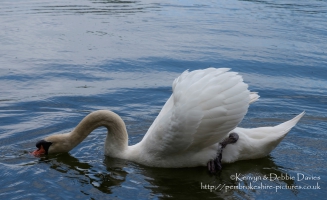 Paddling swan at Stackpole Estate, Pembrokeshire