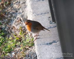 Robin in Tenby